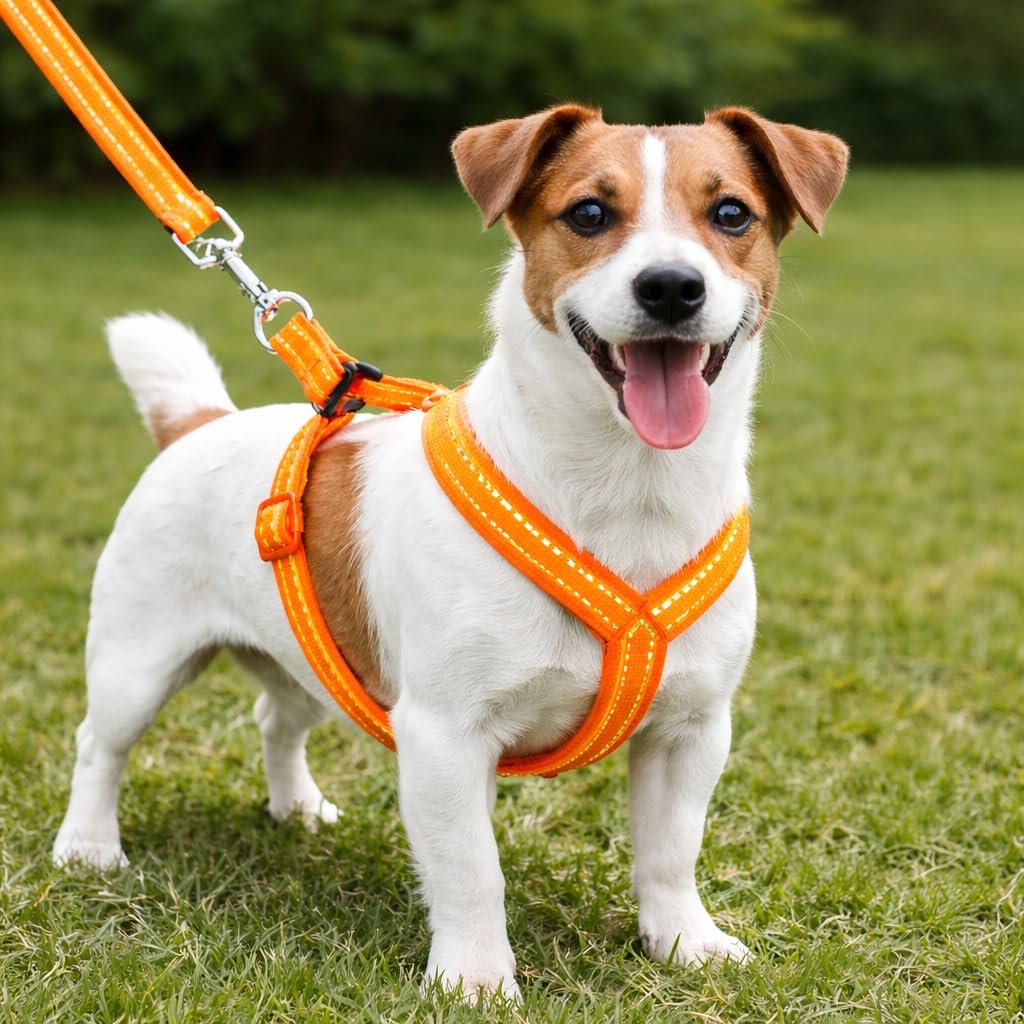 Dog Harness and Leash Set